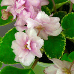 African Violet Variegated Foliage 2